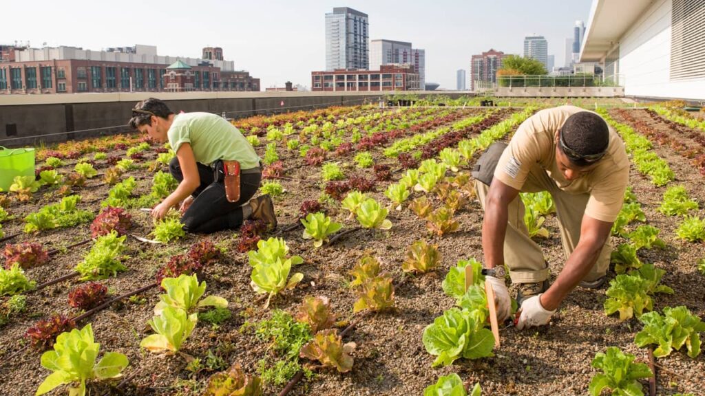agriculture urbaine