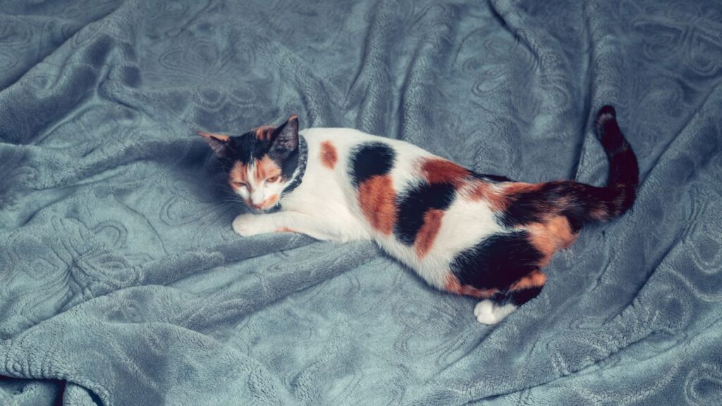 calmer chaleurs chat naturellement