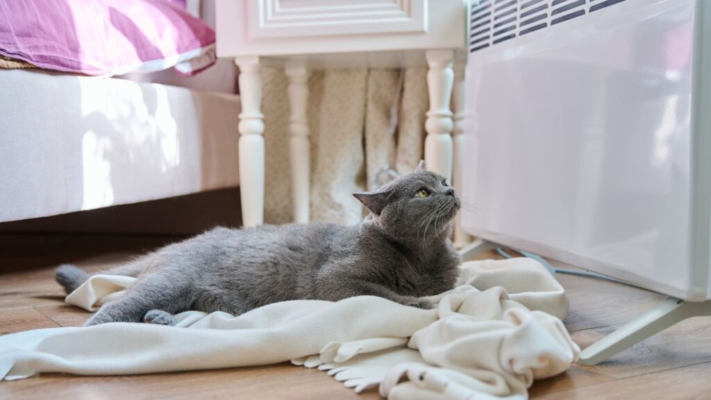 chat femelle