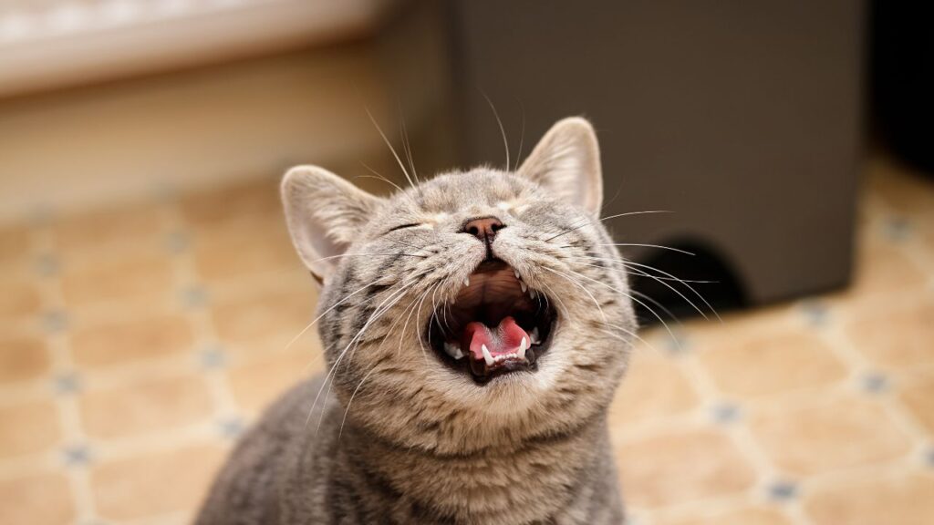 chat miaulement