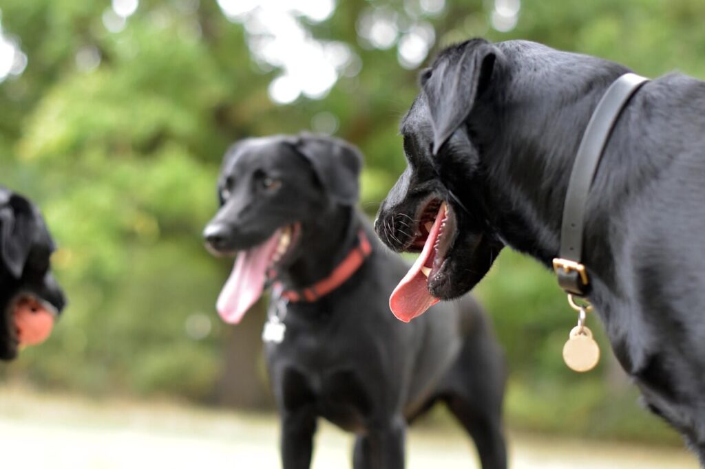 Laisser les chiens communiquer naturellement