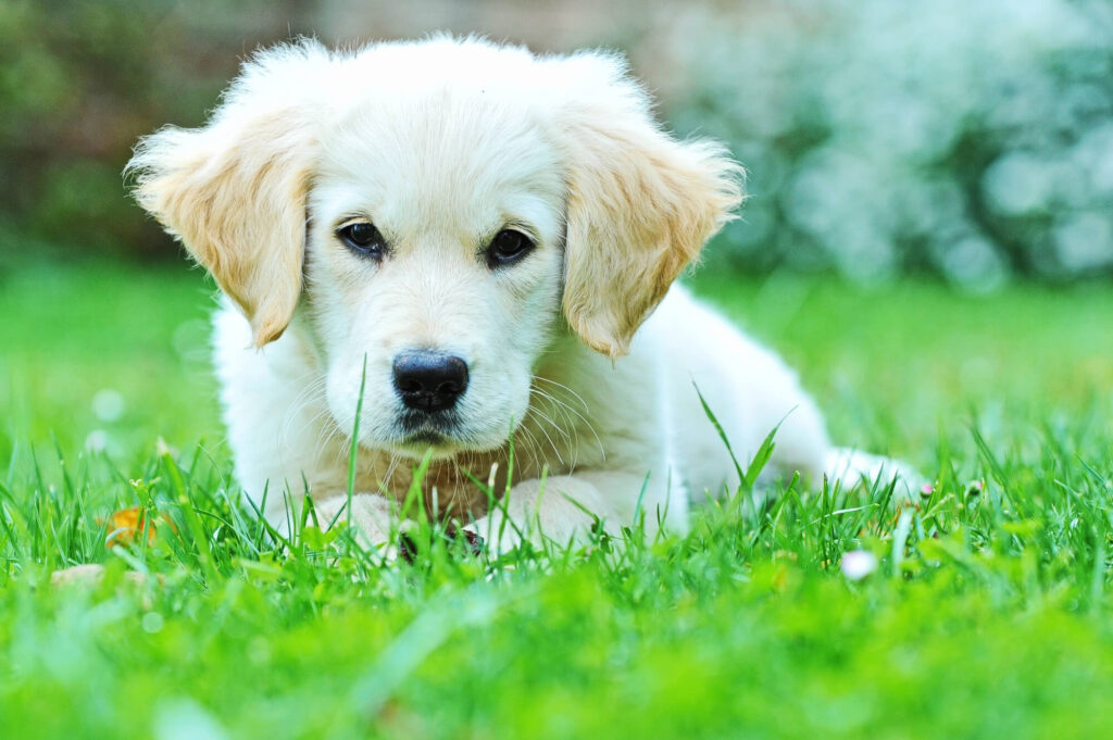Punir plutôt qu’éduquer le chiot