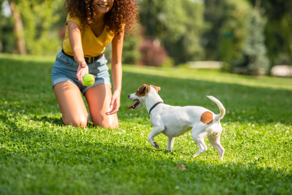 Un chien dans un parc en train de jouer