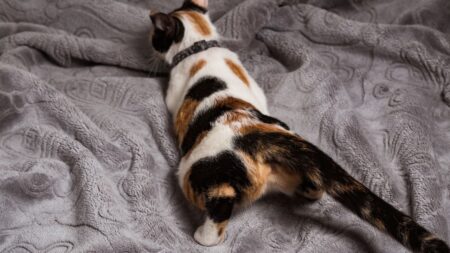 comment calmer naturellement chaleurs chat