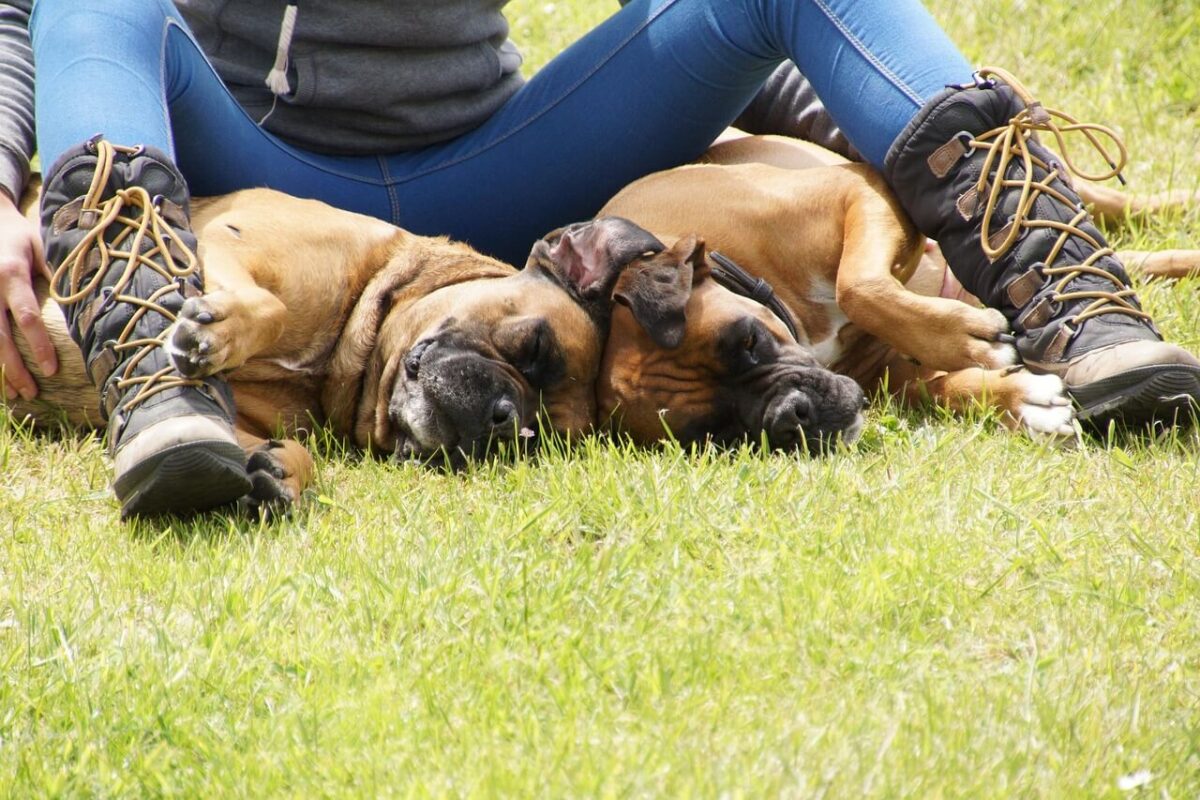 Deux chiens mâles se rencontrent : 10 étapes de sociabilissation