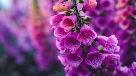 Digitale pourpre : une plante toxique à éviter dans votre jardin