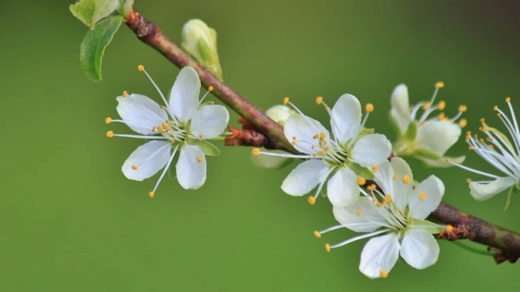 floraison