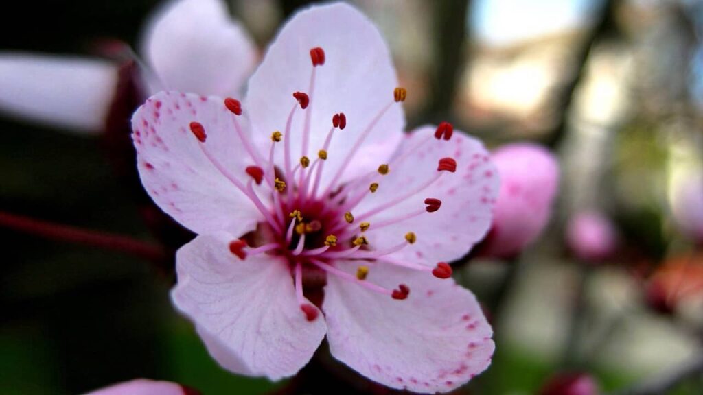 Floraison des plantes : comment la température déclenche le processus