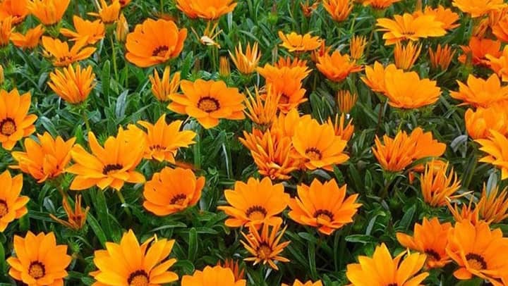 gazania