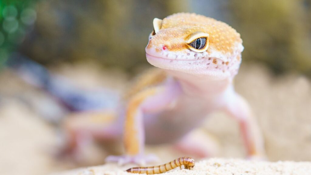gecko leopard