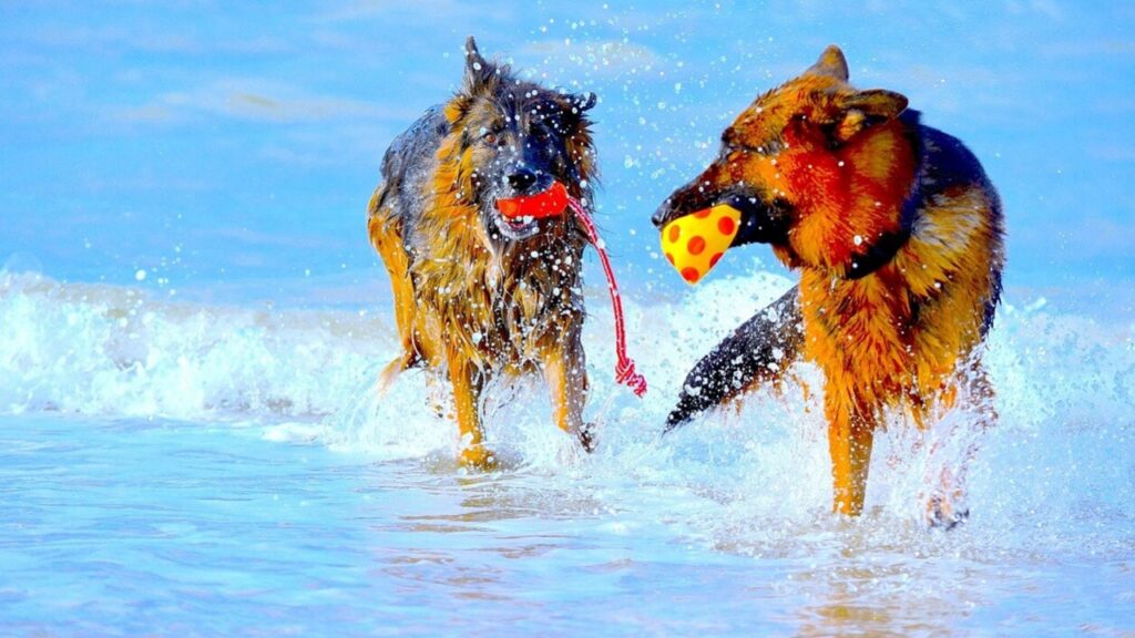 Comment faire pour que deux chiens mâles s'entendent ? 10 étapes clés
