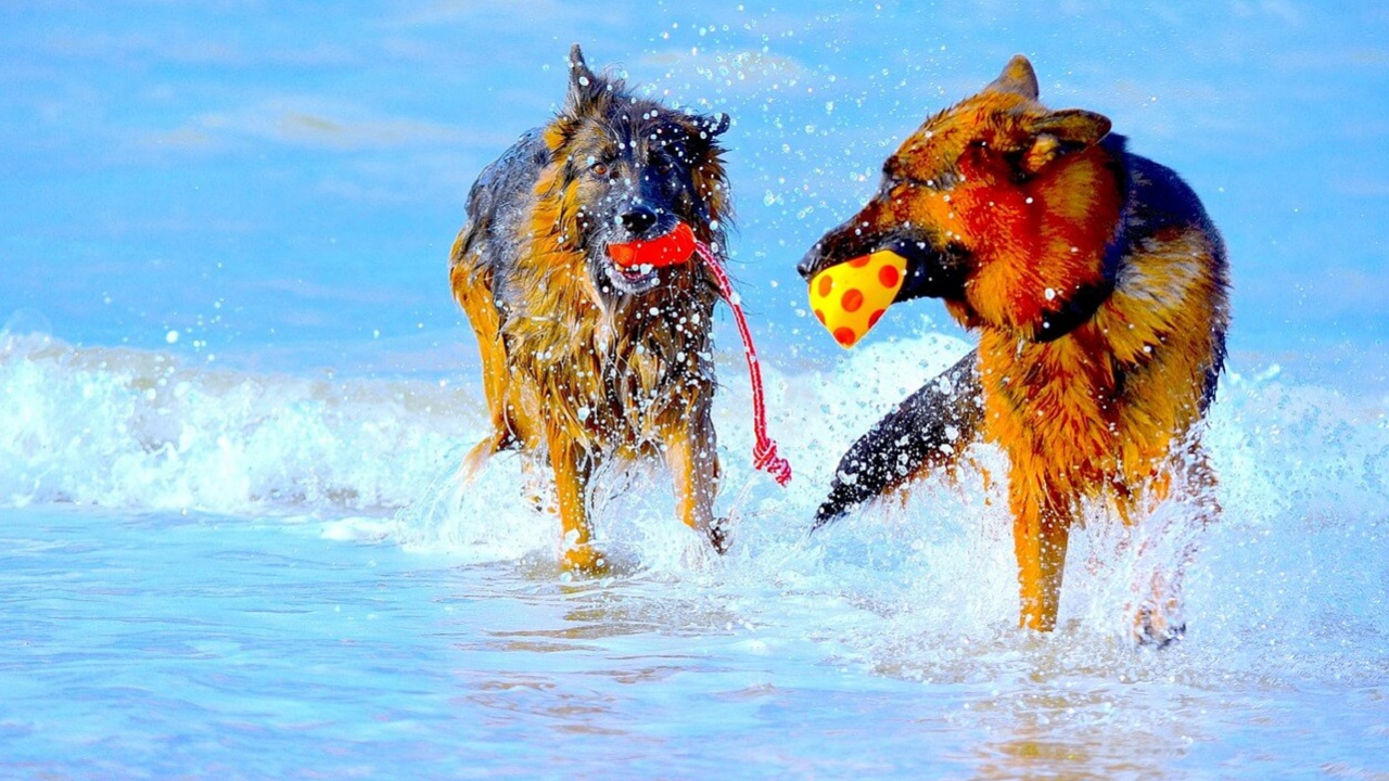 Deux chiens mâles se rencontrent : 10 étapes de sociabilissation