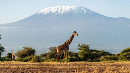 girafe savane paysage Kilimandjaro tanzanie afrique