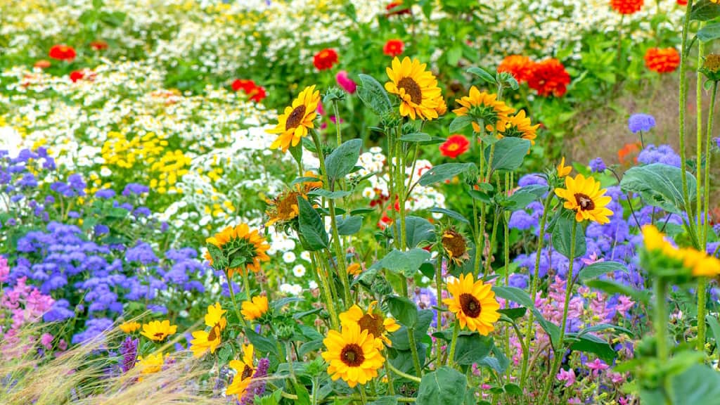 jardin fleuri