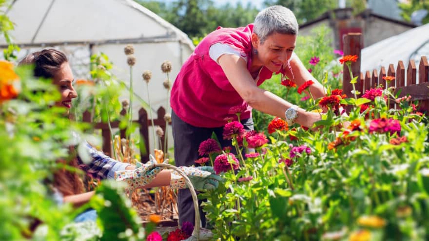jardinage petit jardin plantes