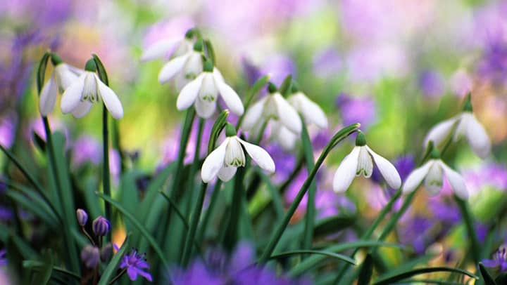 perce-neige