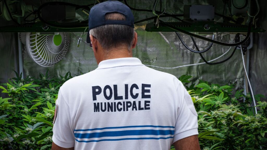 police cannabis