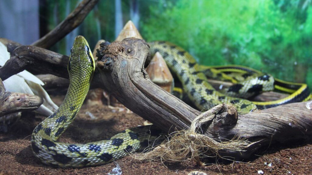 serpent terra