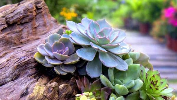 succulentes