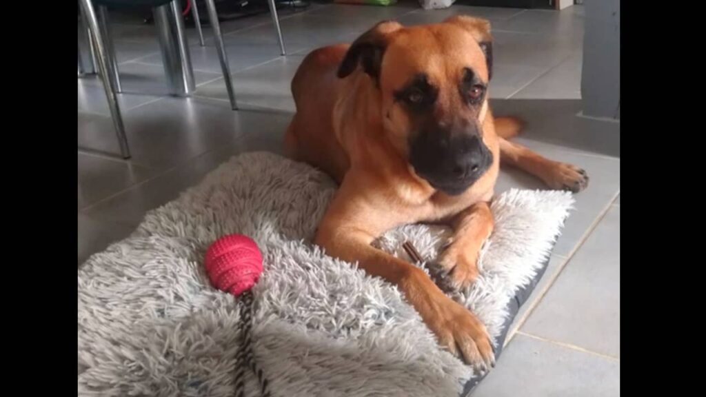 Temu aide une mère occupée à construire une nouvelle vie avec son chien adopté