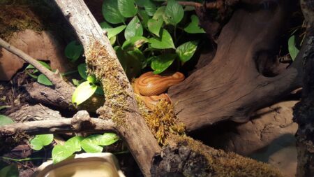 terrariophilie