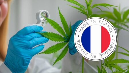 CBD made in France : un marché en pleine structuration