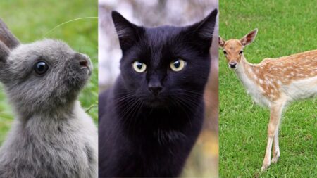 test personnalite animaux