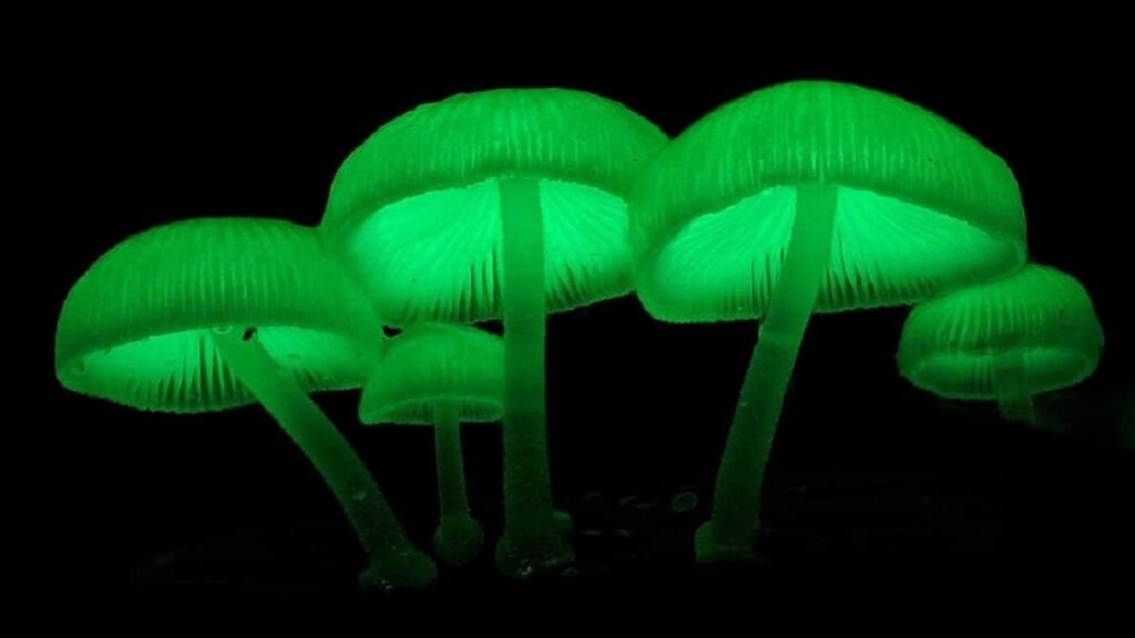 7 plantes aux pouvoirs étranges qui défient l’imagination