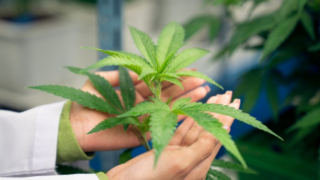 cannabis