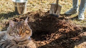 enterrer chat jardin