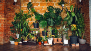10 plantes d’intérieur les plus rares et chères au monde