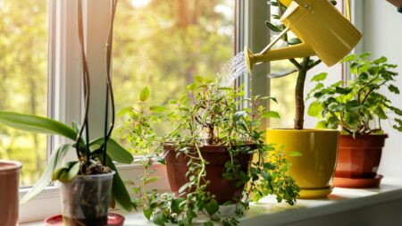 10 plantes d’intérieur porteuses de vertus spirituelles