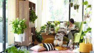 Plantes d’intérieur