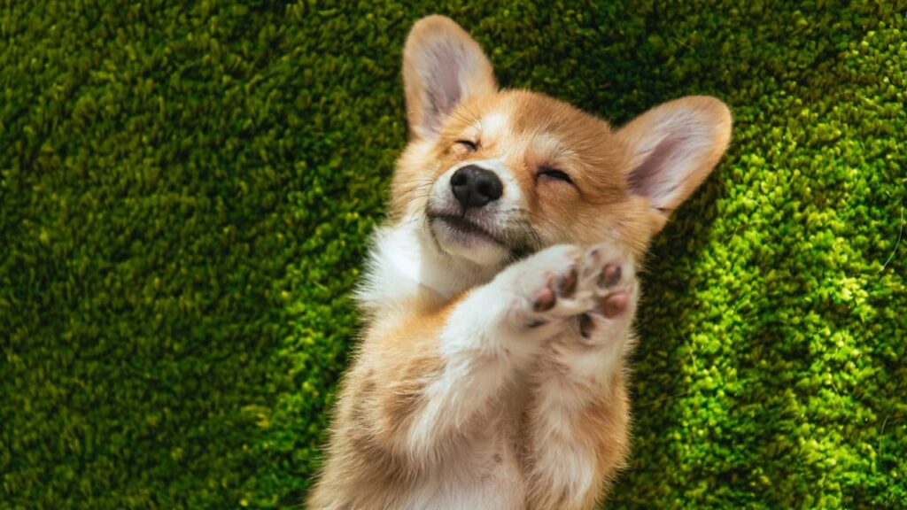 chien