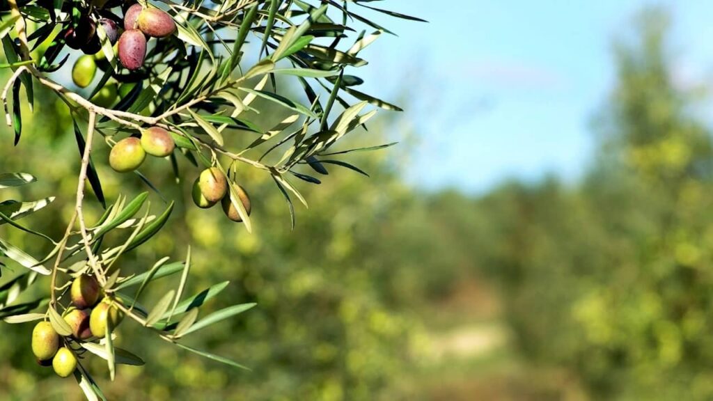olives arbre
