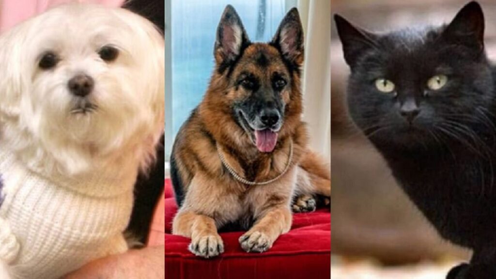Ces animaux de compagnie ont hérité de la fortune de leur maître !