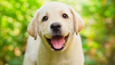 Comment savoir si mon chien est heureux ? 7 signes qui ne trompent pas