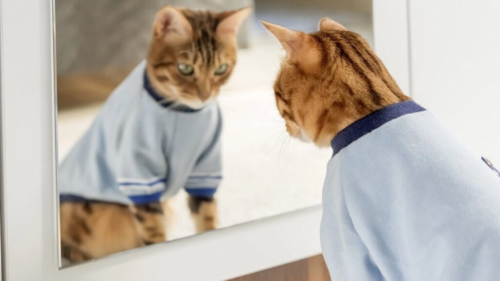 Les animaux capables de se reconnaître dans un miroir : la liste complète et ce que cela révèle sur leur intelligence