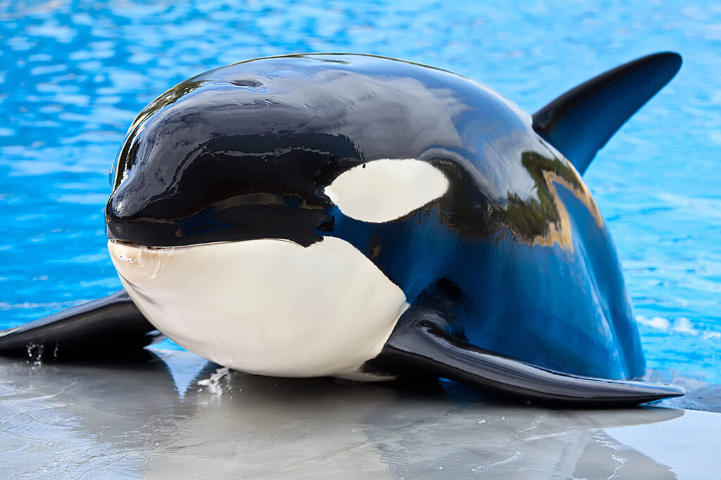 Les mammifères marins : dauphins et orques, des cerveaux hors norme