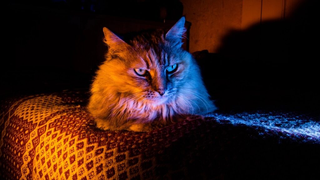 Pourquoi votre chat vous fixe la nuit la vraie explication