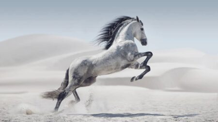 cheval blanc au galop