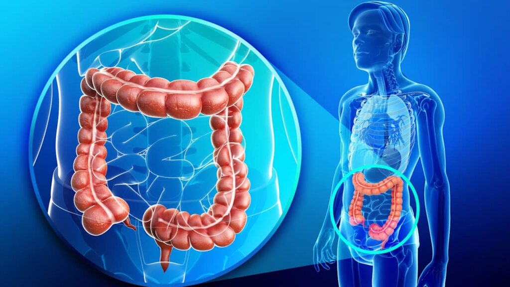 colon anatomie