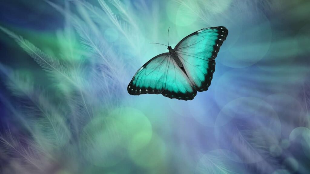 papillon lumiere 