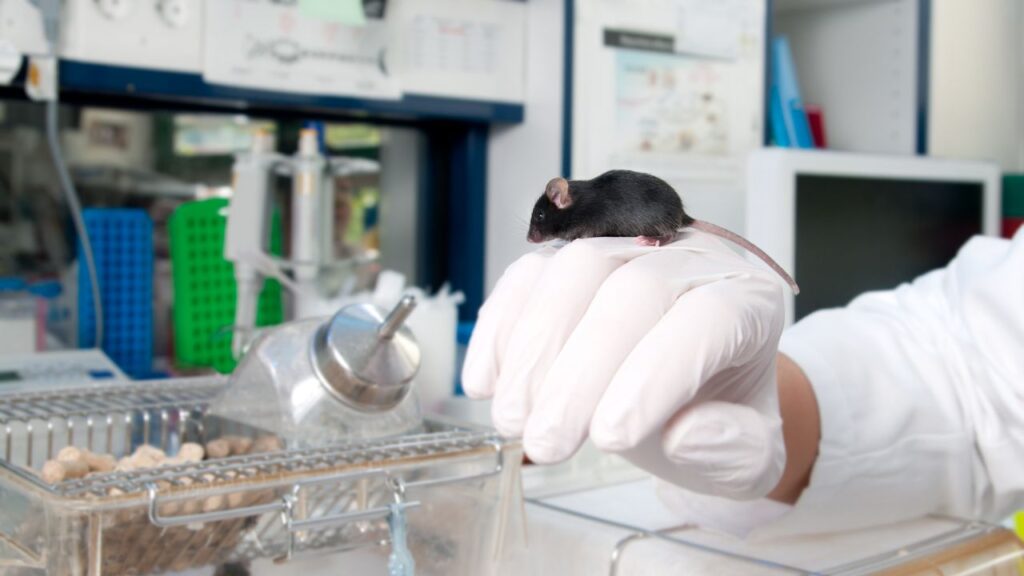 souris laboratoire scientifique