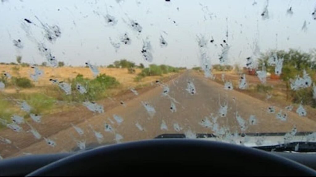 insectes pare-brises