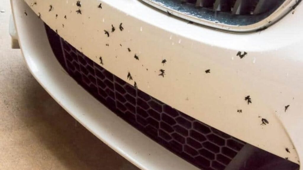 insectes voiture