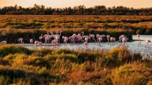 Long week-end en Camargue : quels sont les incontournables ?