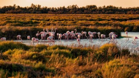 Long week-end en Camargue : quels sont les incontournables ?