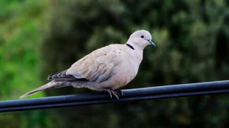 Pourquoi on voit de moins en moins de tourterelles en France ? moins tourterelles france