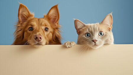 race chien compatible chats